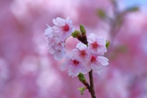 sakura-flower